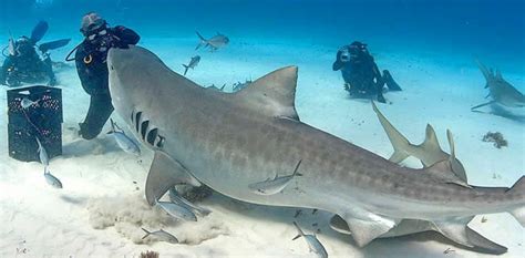 Tiger Sharks Diving in Fuvahmulah - Maldives Scuba Diving Guide