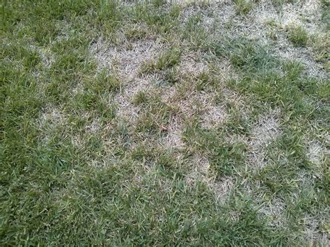 diagnosis - What is this dead light brown patch on my lawn, and how do ...