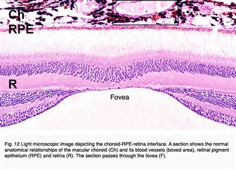 Macula Lutea Histology