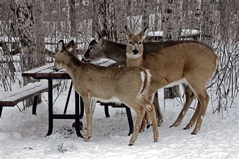 Feeding deer does more harm than good – Our Communities