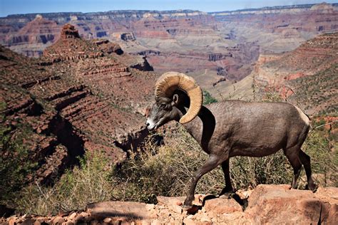 Grand Canyon Wildlife II - a photo on Flickriver