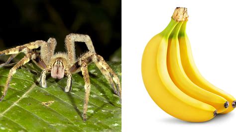 BIZARRE: Deadly spider found in grocery store bananas - 6abc Philadelphia