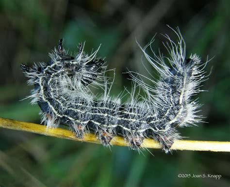 Walnut Caterpillar | Project Noah