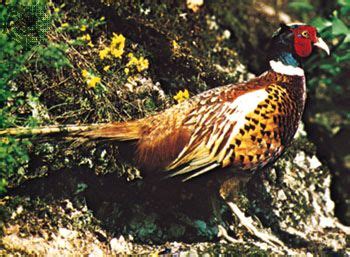 Pheasant | Game Bird, Habitat & Diet | Britannica