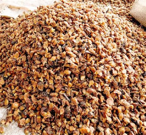 Mahua Seeds - Wholesale Price & Mandi Rate for Mahua longifolia