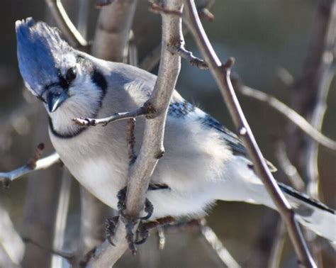 Spiritual Meaning of Blue Jays: Powerful Symbolism – Spiritual Unite