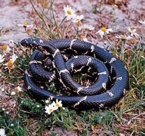 Common Kingsnake Facts and Pictures