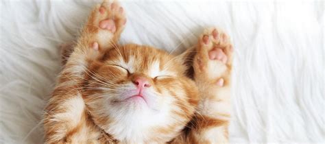 Understanding Your Cat’s Sleep Cycle | PetPost | PetPost Australia