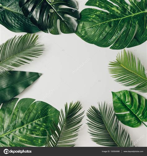 Hojas de palma verde tropical: fotografía de stock © Zamurovic #150504566 | Depositphotos