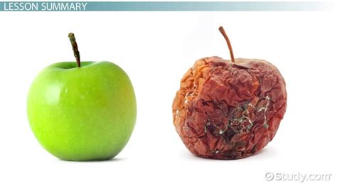 Autolysis | Definition, Uses & Histology - Lesson | Study.com