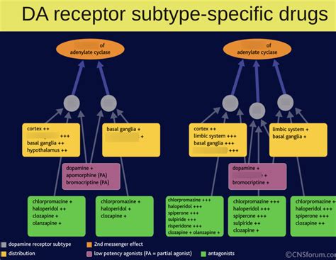 Dopamine receptor subtype-specific drugs Diagram | Quizlet