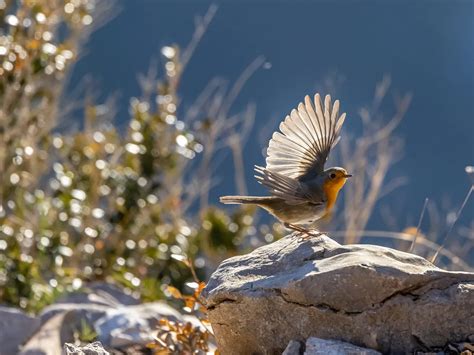 Do Robins Migrate? (European Robin Migration Guide) | Bird Fact