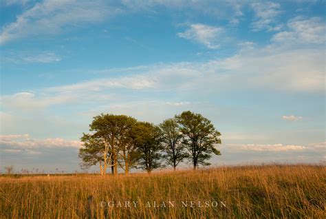 Copse of Trees on the Prairie | Carlos Avery WIldlife Area | Gary Alan Nelson Photography