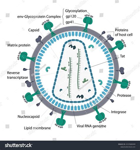 Detailed Virus Structure Biological Structure Typical Stock Vector ...