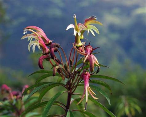 Hummingbird pollinated flowers photo « By Land, Water and Air