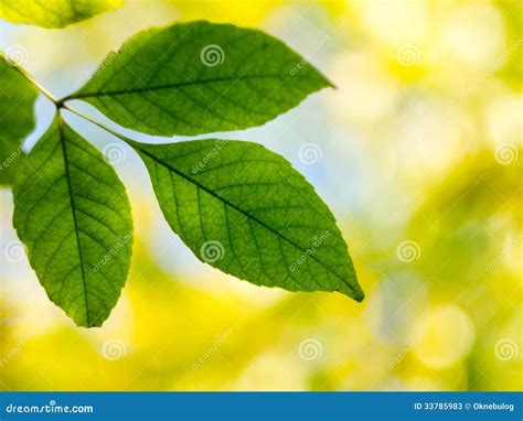 Green Leaves on a Blurred Background. Stock Image - Image of sheet ...