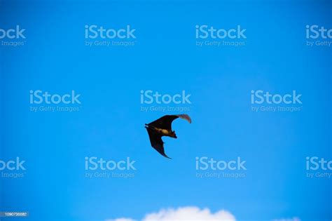 Indian Flying Fox Worlds Largest Bat Stock Photo - Download Image Now ...