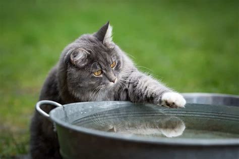 Why Cats Splash Water - Explore Cats