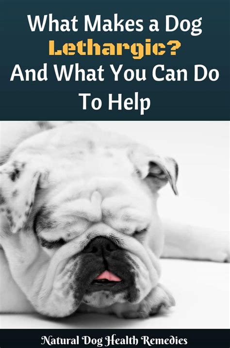 What Makes a Dog Lethargic? | Home Remedies to Help Lethargy in Dogs