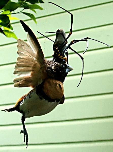 world best collections of photos and wallpapers: Bird Eating Spiders is eating a bird in their web