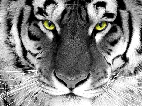 Tiger Eyes Wallpapers - Top Free Tiger Eyes Backgrounds - WallpaperAccess