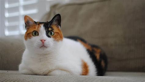 Unique Calico Cat Names - [73+ Perfect Names to Check Out]