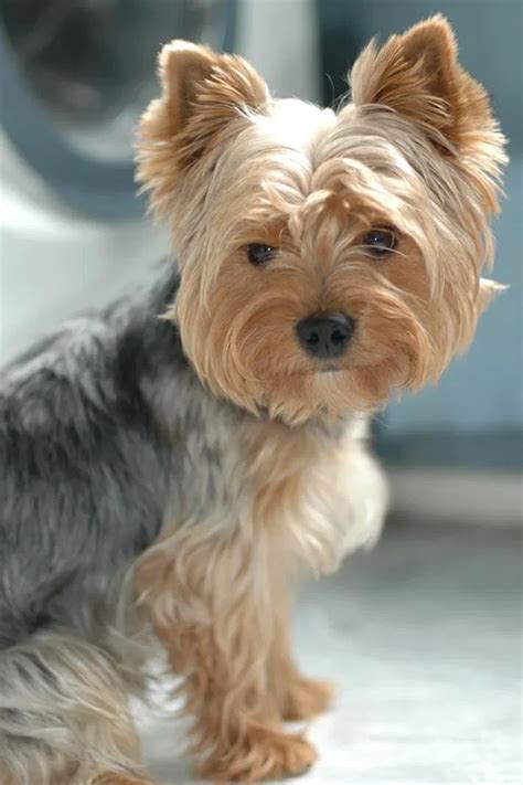 30+ Silky Yorkie Hairstyles ... | Yorkshire terrier grooming, Yorkshire terrier, Yorkshire ...