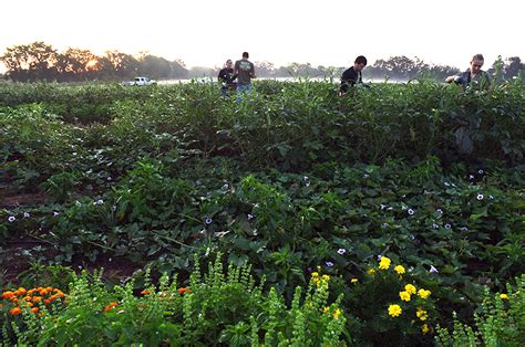 White Oak Pastures – Center for Regenerative Agriculture and Resilient ...