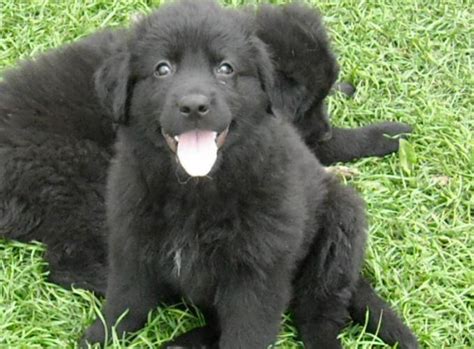 Black German Shepherd/Newfoundland Puppies for Sale in Sebeka ...