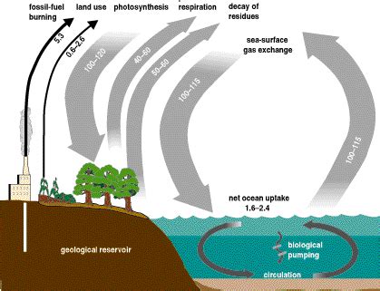 Don’t Treat Your Marine Sediments Like Dirt – Shark Research ...