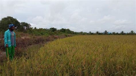 Pemprov Kaltara Dorong Sembakung Nunukan jadi Food Estate, DPKP Sebut Kondisi Geografis ...