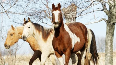 Horse Breeds: The Ultimate Guide