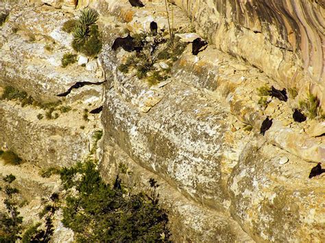 Turkey Vulture Nesting (Behavior, Eggs + Location) | Birdfact