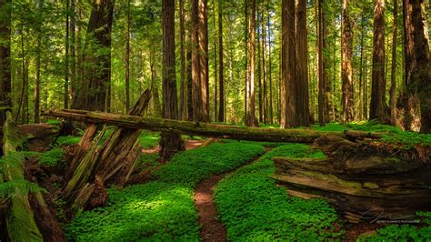 Follow the Emerald Carpet Into a Redwood Forest – Redheaded Blackbelt