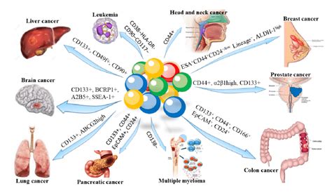 Surface biomarkers of cancer stem cells (CSCs) | Download Scientific Diagram