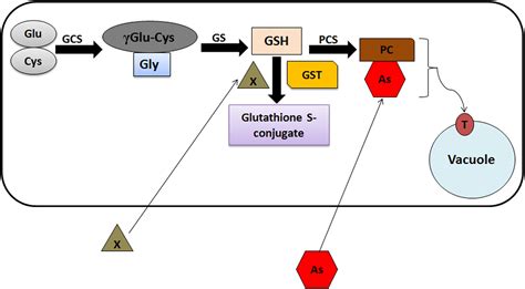 Glutathione S Transférase