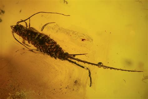 Detailed Fossil Bristletail (Archaeognatha) In Baltic Amber For Sale (#109471) - FossilEra.com