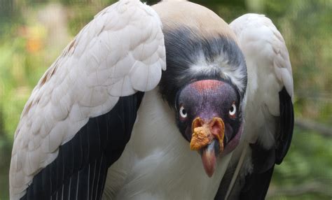 King vulture | Smithsonian's National Zoo and Conservation Biology Institute