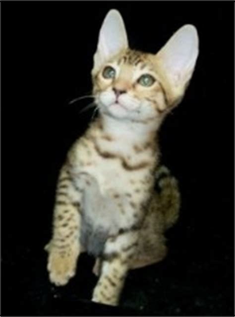 Serengeti Cat Breeders List