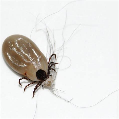 What Dog Owners Can Do About Ticks