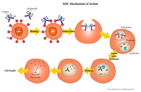 The ABCs of ADCs: An Introduction to Antibody-drug Conjugates | iQ ...