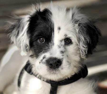 Pin by Caroline Riley on Puppies! | Collie mix, Dalmatian mix, Puppies