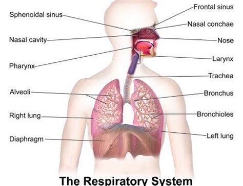 Respiration, types of respiration and anatomy of Human respiratory system - Online Biology Notes