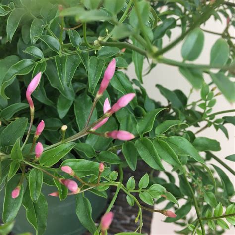 Flowering Jasmine House Plant Jasminium polyanthum | Etsy | House ...