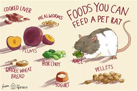 What Do Pet Rats Eat? in 2020 | Pet rats, Pets, Rats