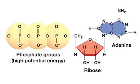 ATP and Sources of Energy.pptx on emaze