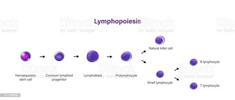 Lymphopoiesis The Development Of Lymphocyte Stock Illustration - Download Image Now - Anatomy, B ...