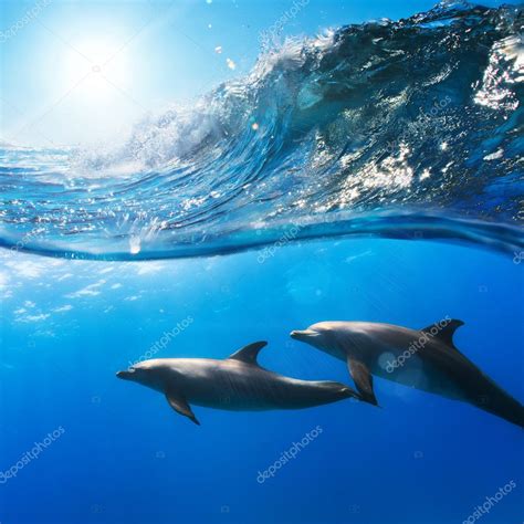 Two funny dolphins smiling underwater very close the camera — Stock Photo © vitaliy_sokol #24324737