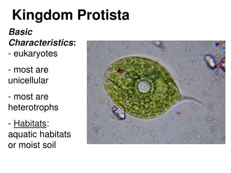 PPT - Kingdom Protista PowerPoint Presentation, free download - ID:4528415