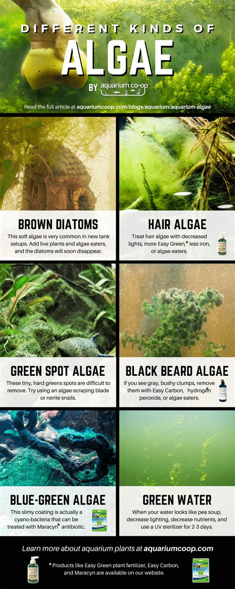 Algae Identification Guide for Freshwater Tanks | Aquarium Co-Op | Freshwater aquarium plants ...